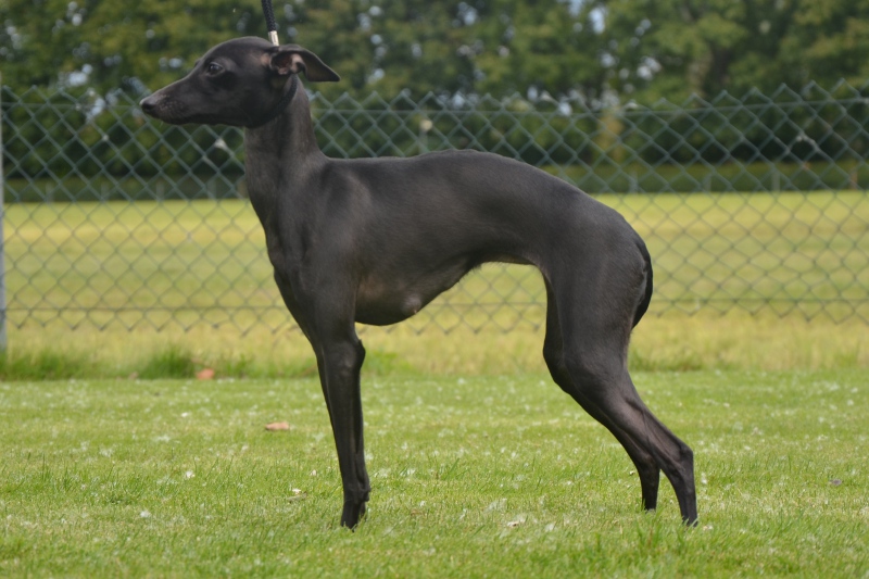 Toskana Mia di Lupicino